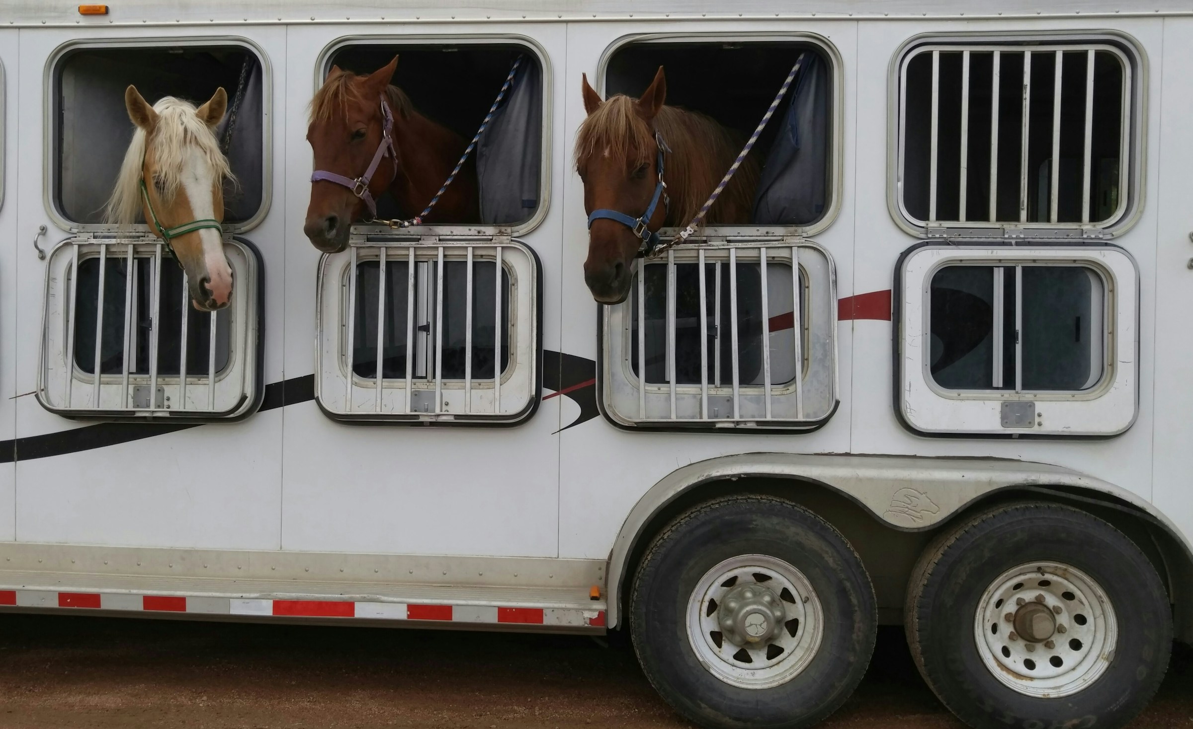 Carrosserie Ameline desarrolla diversos tipos de vehículos para transportar sus caballos